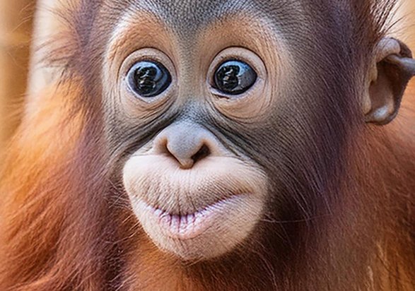 Der Dresdner Zoo ist Heimat für eine Vielzahl bedrohter Tierarten, wie dem Sumatra Orang-Utan.